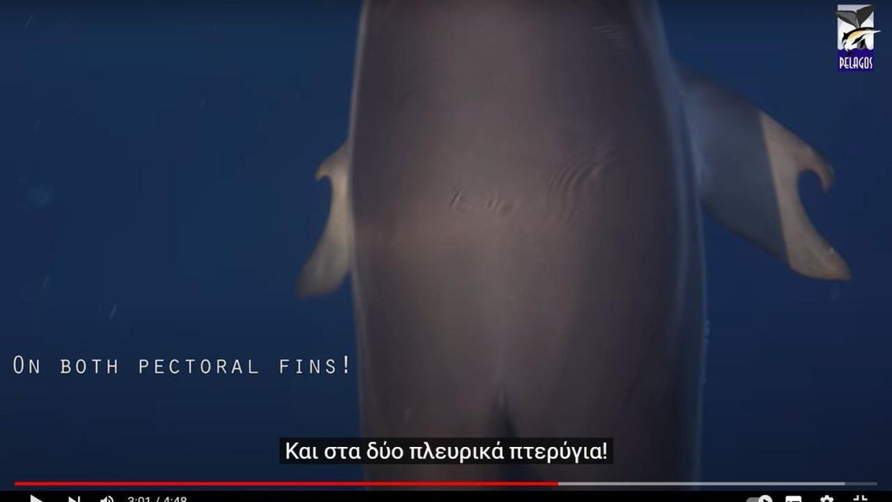 Cetacea, yang mencakup mamalia laut seperti paus dan lumba-lumba, telah mengembangkan anggota badan depan yang unik dengan lebih banyak falang atau tulang jari dibandingkan mamalia lain.