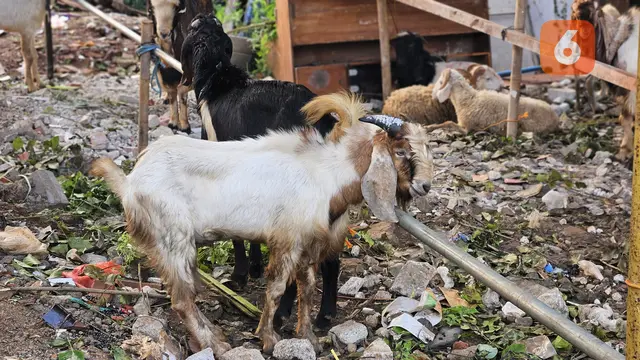 Pemotongan Daging Kurban di Hari Raya Idul Adha 2025 (Foto: Aditya Eka Prawira/Liputan6.com)