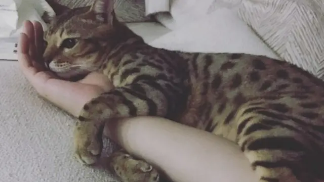 Kucing Lee Junho (Instagram Lee Junho)
