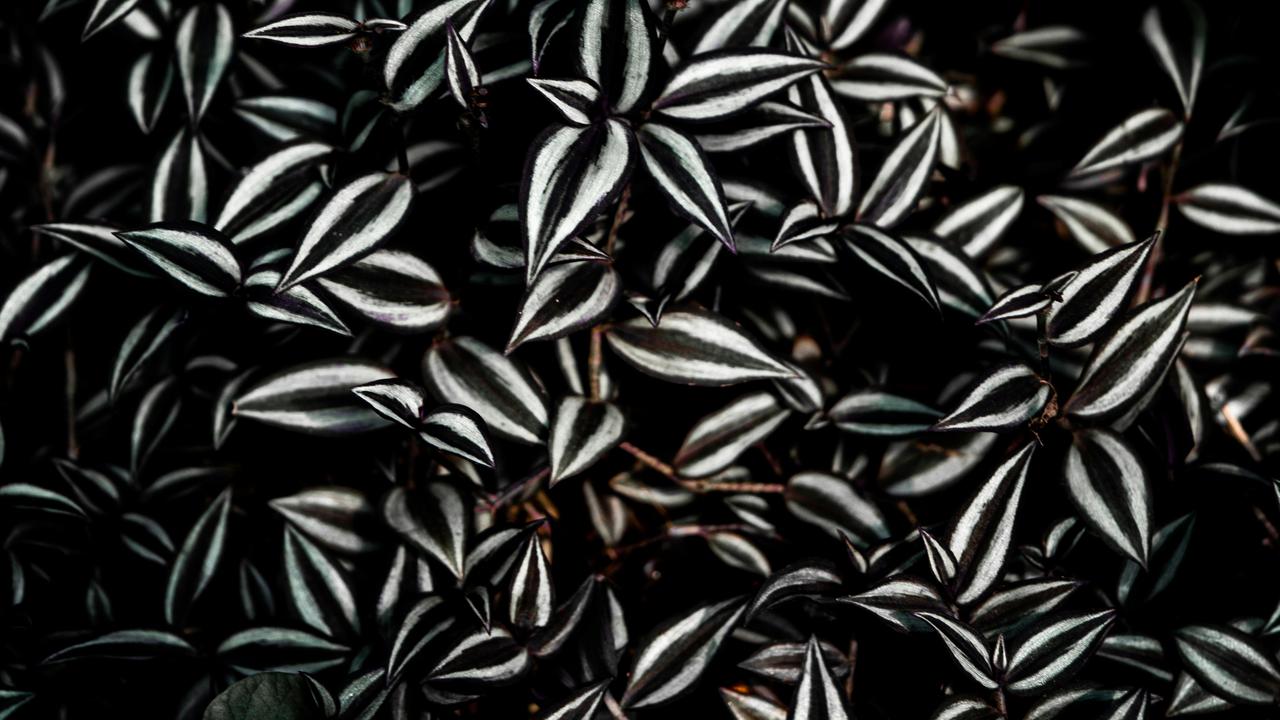 Ilustrasi Zebrina Pendula