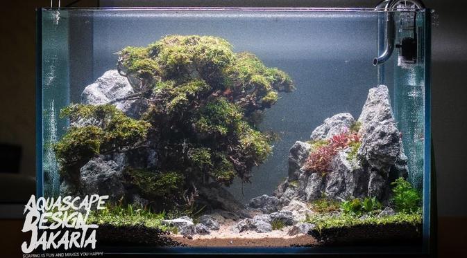 Cerita Akhir Pekan Aquascape Serunya Hias Dan Mempercantik Akuarium Lifestyle Liputan6 Com