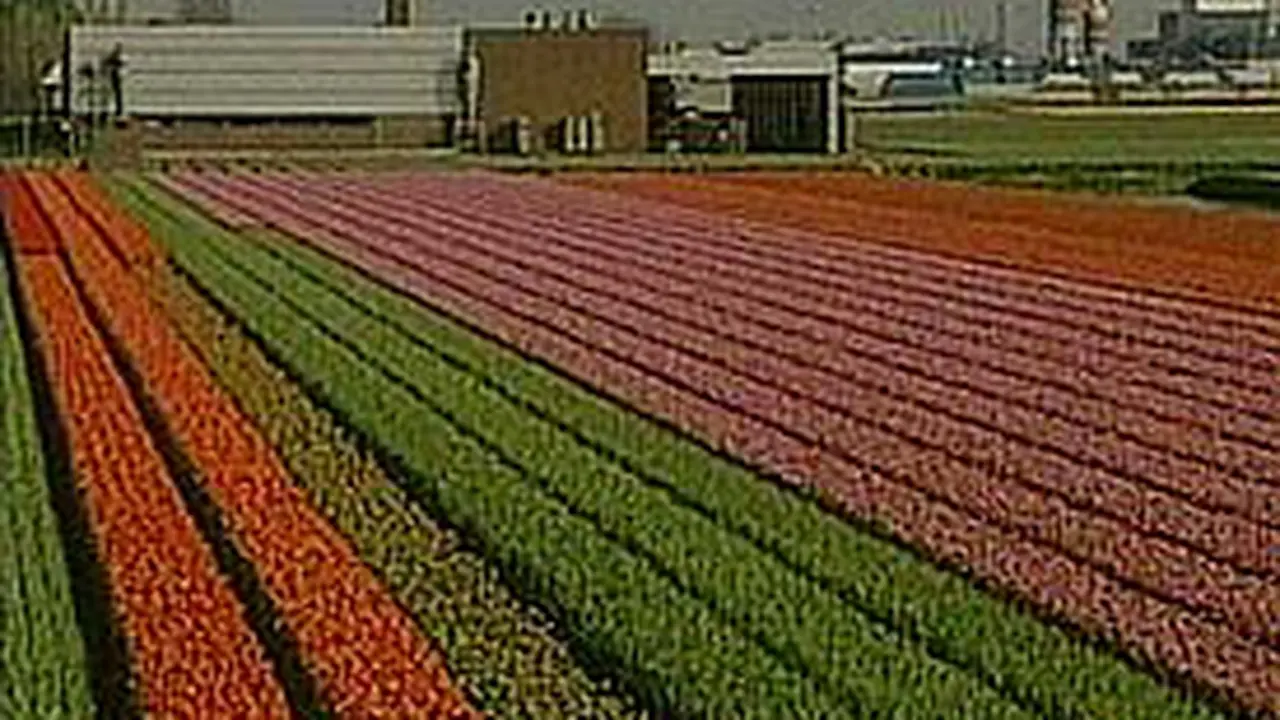 260405bLnTulip.jpg