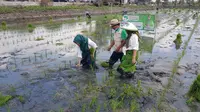 Pertani HKTI Lakukan Tandur Bareng di Lamongan