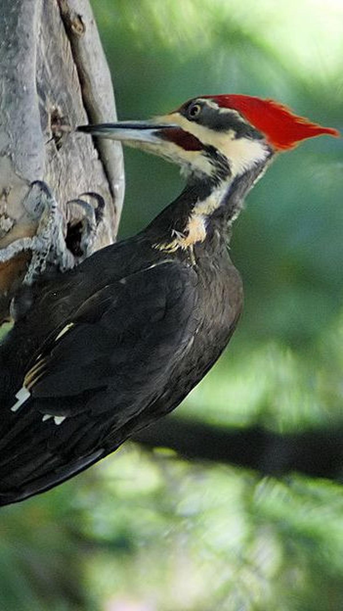 10. Burung Pelatuk