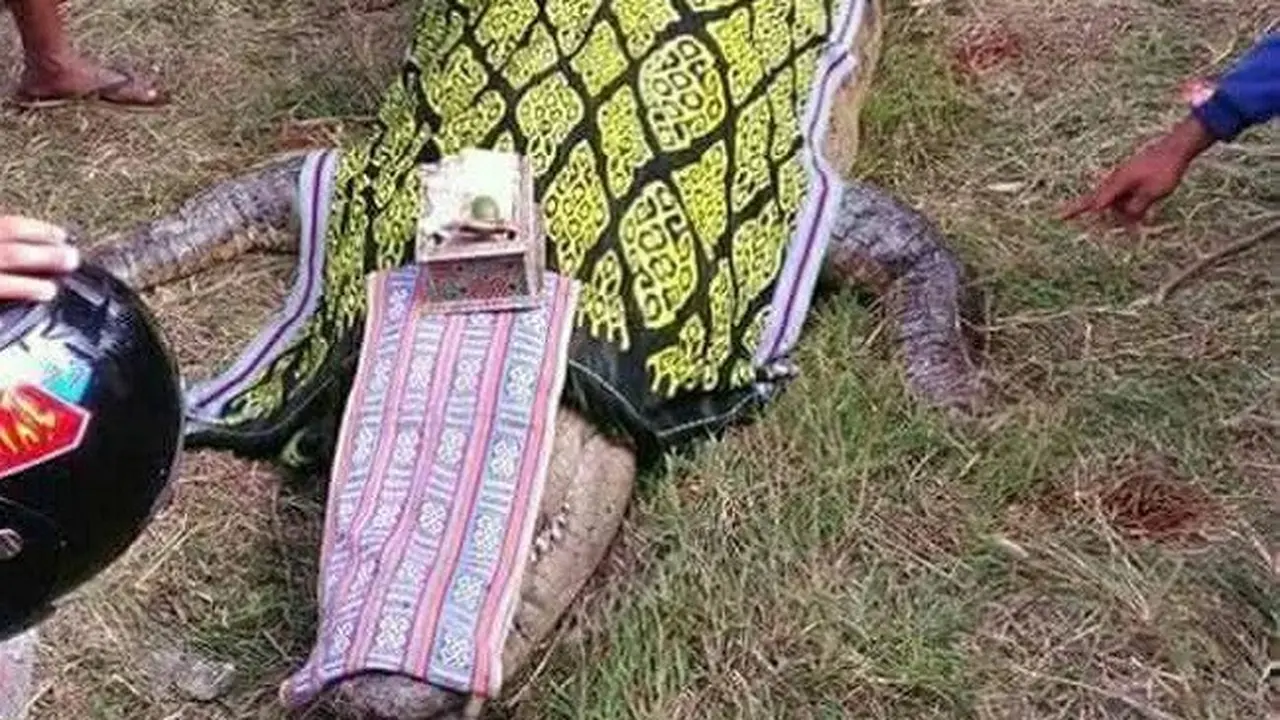 Penguburan Buaya yang Mati di Sumur Hebohkan Medsos