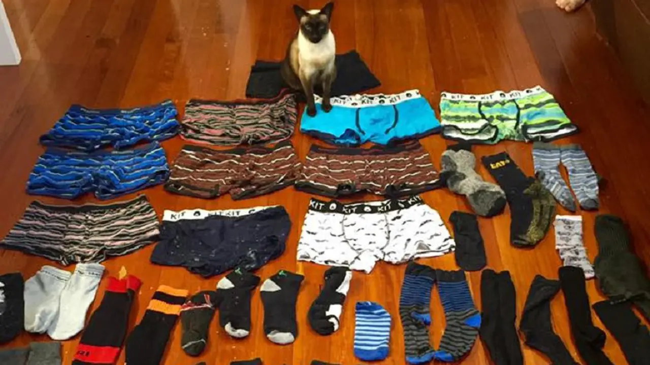 Kucing Genit, Gemar Curi Pakaian Dalam Pria