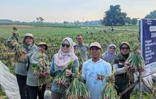 Diperta Probolinggo Dorong Peningkatan Produktivitas Bawang Merah di Tengah Cuaca Ekstrem