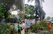 Pemangkasan Pohon Rawan Tumbang Jaktim, Upaya Pemkot Jaga Keamanan Pengguna Jalan