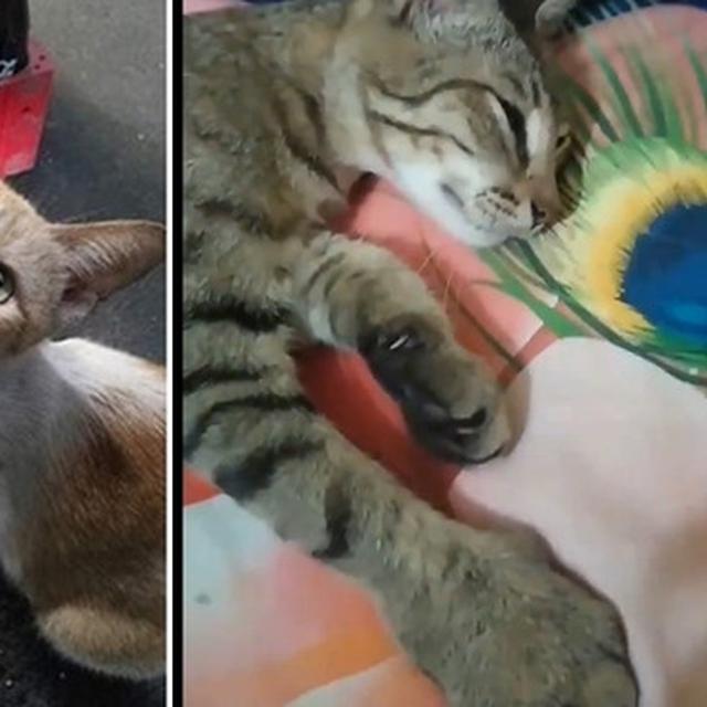 10 Potret Kucing Setelah Disengat Lebah Ini Bikin Kasihan Hot Liputan6 Com