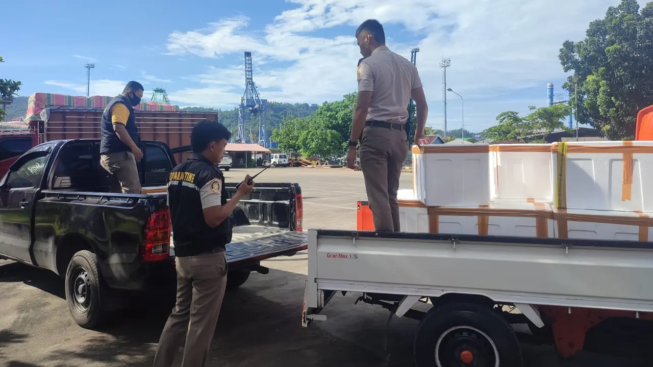 Daging babi ilegal ini akan diberangkatkan dari Pelabuhan ASDP Ferry Bitung menuju Ternate, Maluku Utara, melalui Kapal Motor (KM) Dalente Woba, Jumat (2/2/2024).