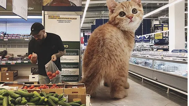 Penampakan Lucu Kucing Diedit Jadi Raksasa Ini Bikin Gagal Takut