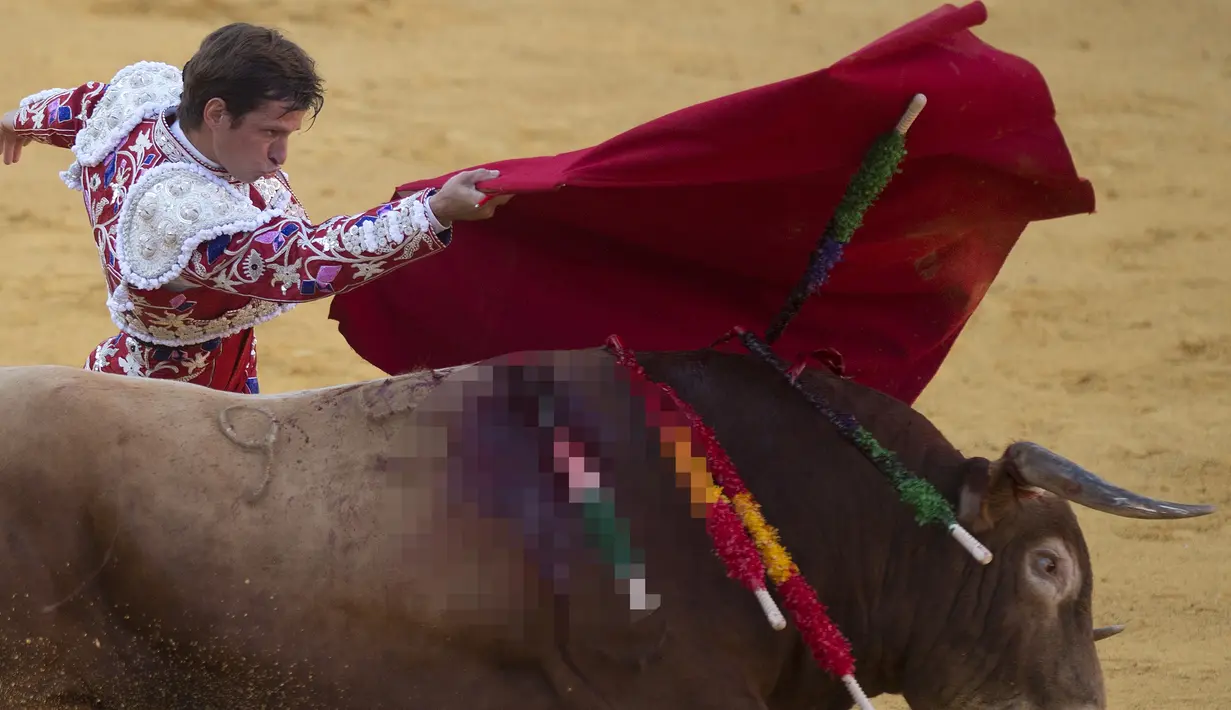 Matador Spanyol, Julian "El Juli" Lopez melakukan operan dengan muleta saat  adu banteng Picassiana di arena adu banteng Malagueta di Malaga, Spanyol (19/8/2019). (AFP Photo/Jorge Guerrero)