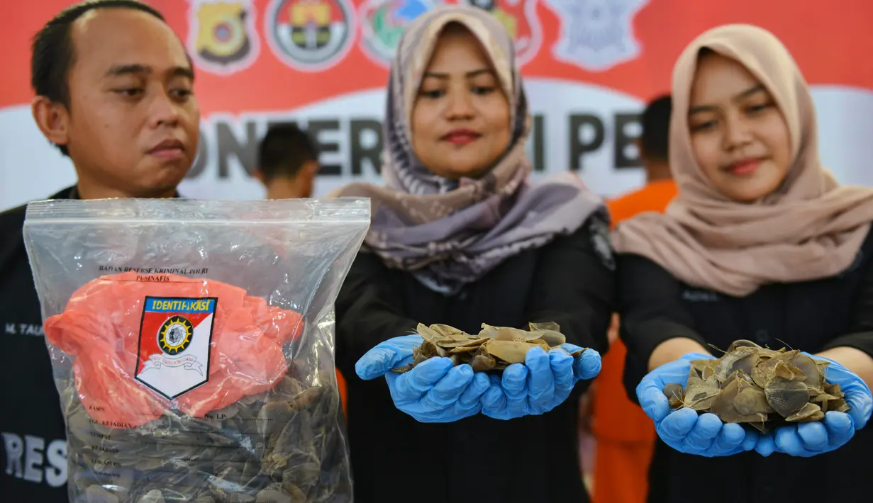 Petugas kepolisian Polresta Banda Aceh memperlihatkan barang bukti sisik satwa trenggiling dan bulu landak di Banda Aceh, Aceh, Rabu (21/8/2019). (CHAIDEER MAHYUDDIN / AFP)
