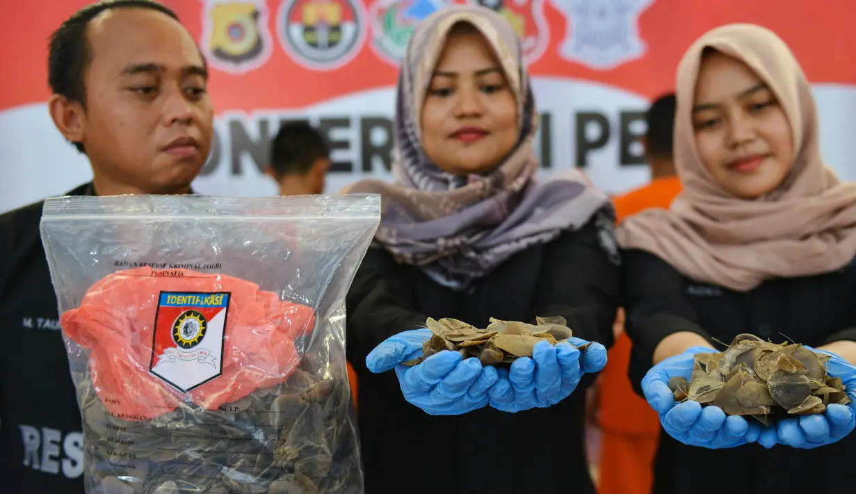 Petugas kepolisian Polresta Banda Aceh memperlihatkan barang bukti sisik satwa trenggiling dan bulu landak di Banda Aceh, Aceh, Rabu (21/8/2019). (CHAIDEER MAHYUDDIN / AFP)