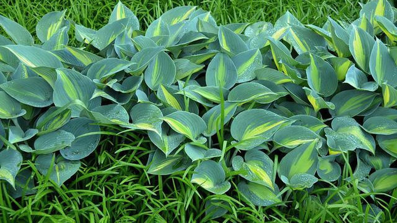 Bentuk tamana hosta.