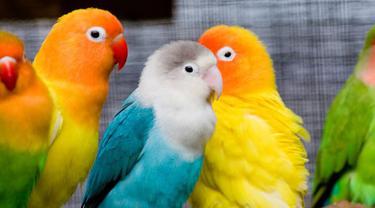 9 Langkah Cara Ternak Lovebird Agar Cepat Bertelur Bagi Pemula