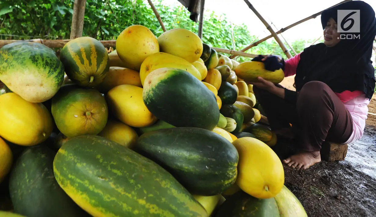 Pedagang menata buah timun suri di Desa Kemang, Bogor, Selasa (7/5/2019). Intensitas hujan yang tinggi di Bogor menyebabkan hasil panen buah yang biasa dikonsumsi pada bulan ramadan itu menurun sehingga harga timun suri naik dari Rp 6 ribu per buah jadi Rp 12 ribu per buah. (merdeka.com/Arie Basuki)