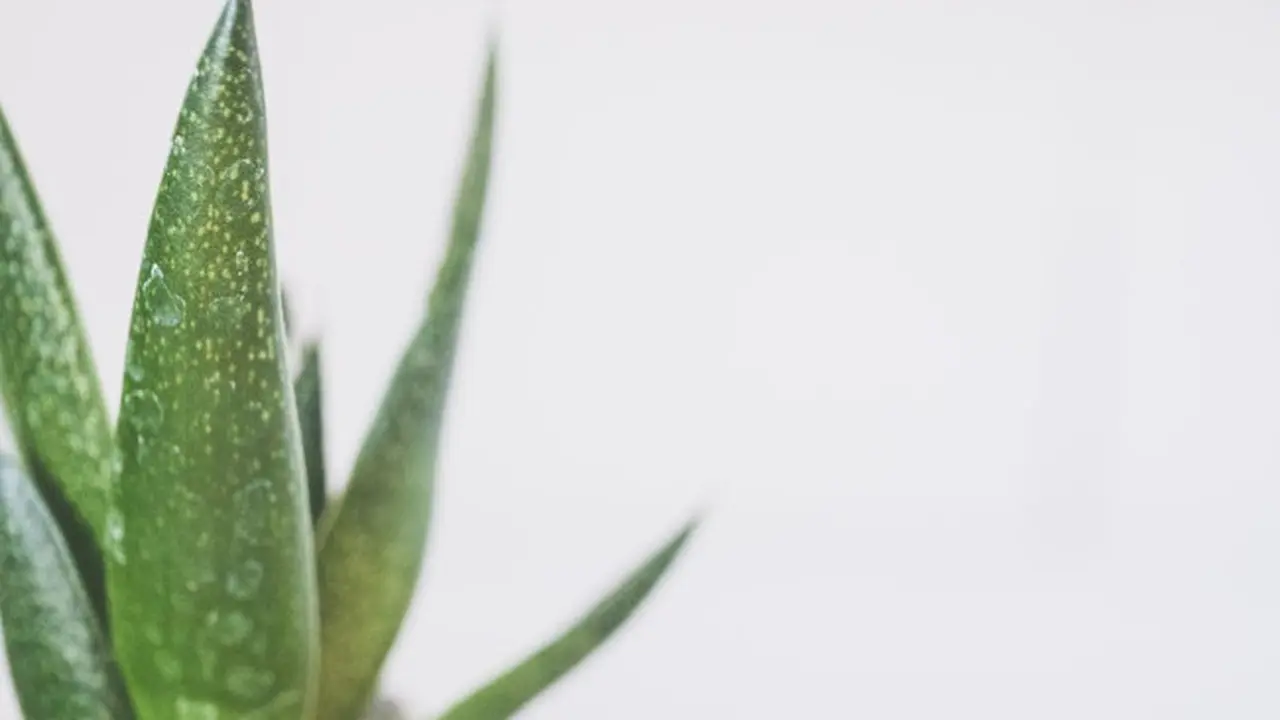 aloe 1