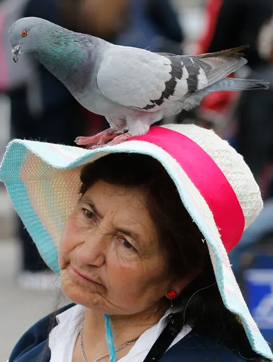 Burung merpati bertengger di kepala penjual jagung di Bolivar Square, Bogota, 2 Oktober 2018. Pemerintah Bogota berusaha mengurangi populasi merpati melalui larangan bagi pengunjung untuk tidak memberi makan lagi burung-burung itu. (AP/Fernando Vergara)