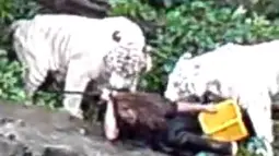 Manajemen Taman Safari Indonesia, Bogor, Jawa Barat dituntut bertanggungjawab penuh atas peristiwa yang menimpa seorang pegawai kebersihan, Junaedi (32). Ia meregang nyawa akibat diterkam harimau Sumatera pada Jumat (17/8/2012) (Istimewa)