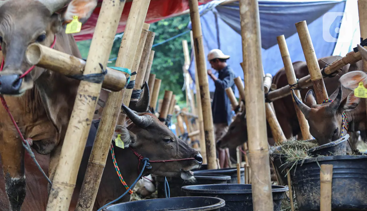 Pedagang berjualan hewan kurban yang dijual di kawasan Kuningan, Jakarta, Minggu (9/6/2024). (Liputan6.com/Angga Yuniar)