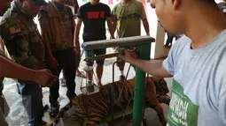 Tim dokter dari VESSWIC menimbang Harimau Sumatera yang terluka akibat terjerat jebakan rusa yang dipasang oleh warga, Mandailing Natal, Sumut, Sabtu (28/11/2015). (Foto:Ori Kakigunung)