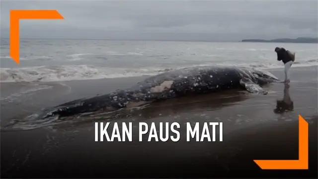 Seekor ikan paus abu-abu ditemukan mati terdampar di Pantai Limantour, California. Ini merupakan bangkai paus ke-13 yang ditemukan sejak 10 Maret 2019.