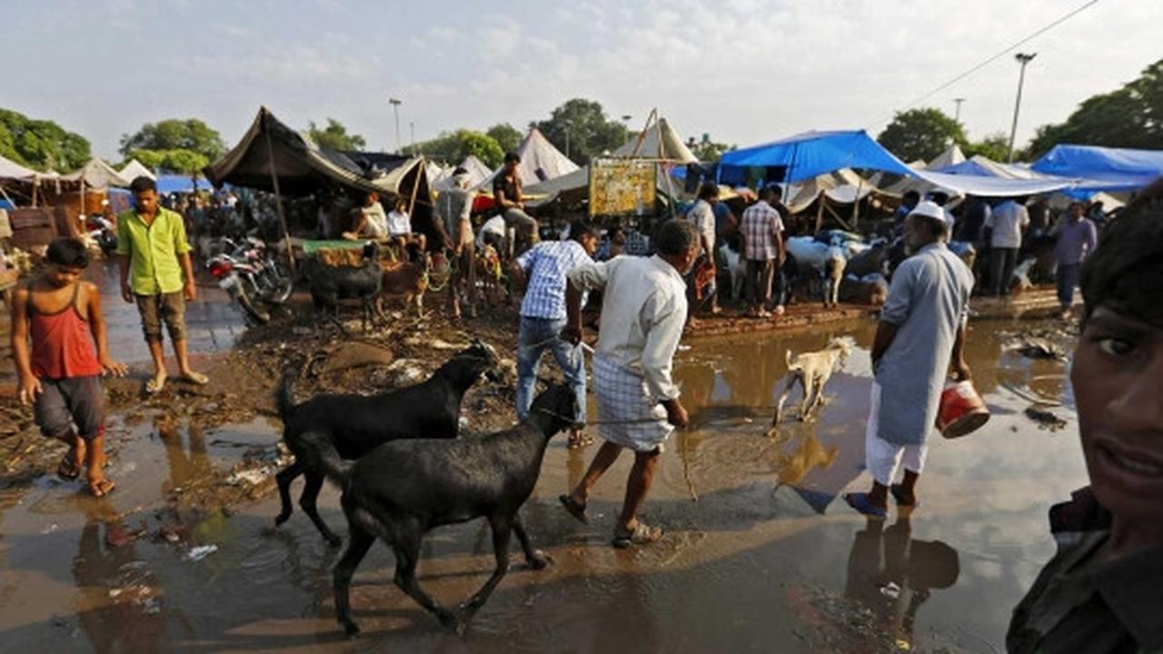 Menengok padatnya pasar hewan kurban di India