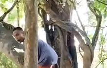 Viral Muncul Ular Kobra Serang Wisatawan di Leang Londrong Pangkep, Begini Faktanya
