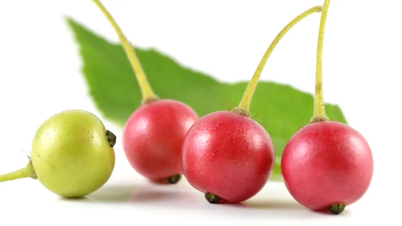 Manfaat Buah Kersen