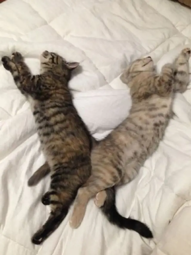 7 Potret Kucing Tidur dengan Pose Super Nyeleneh, Dijamin Bikin Ketawa