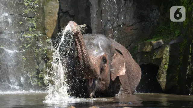 FOTO: Hore, Taman Marga Satwa Ragunan Kembali Dibuka