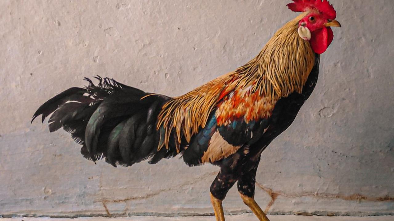 Beberapa orang merasa takut saat mendengar suara ayam berkokok tengah malam. Ada juga yang merasa heran dan terganggu dengan suara nyaring tersebut. Berbagai mitos pun berkembang terkait ayam yang berkokok di tengah malam. Dalam ajaran Islam, ada anjuran