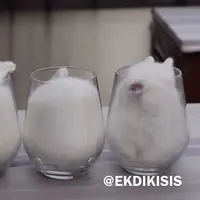 Kelinci yang nyaman dengan keadaan sekitar cenderung akan lebih tenang. 