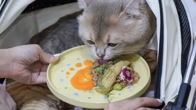 Kerap Diabaikan, Ini Manfaat Baik Sajikan Makanan yang Menarik untuk Hewan Peliharaan