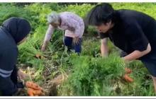 Momen Seru Mahasiswa KKN Beli Wortel Cabut Sendiri di Kebun, Satu Kilogram Cuma Rp5.000