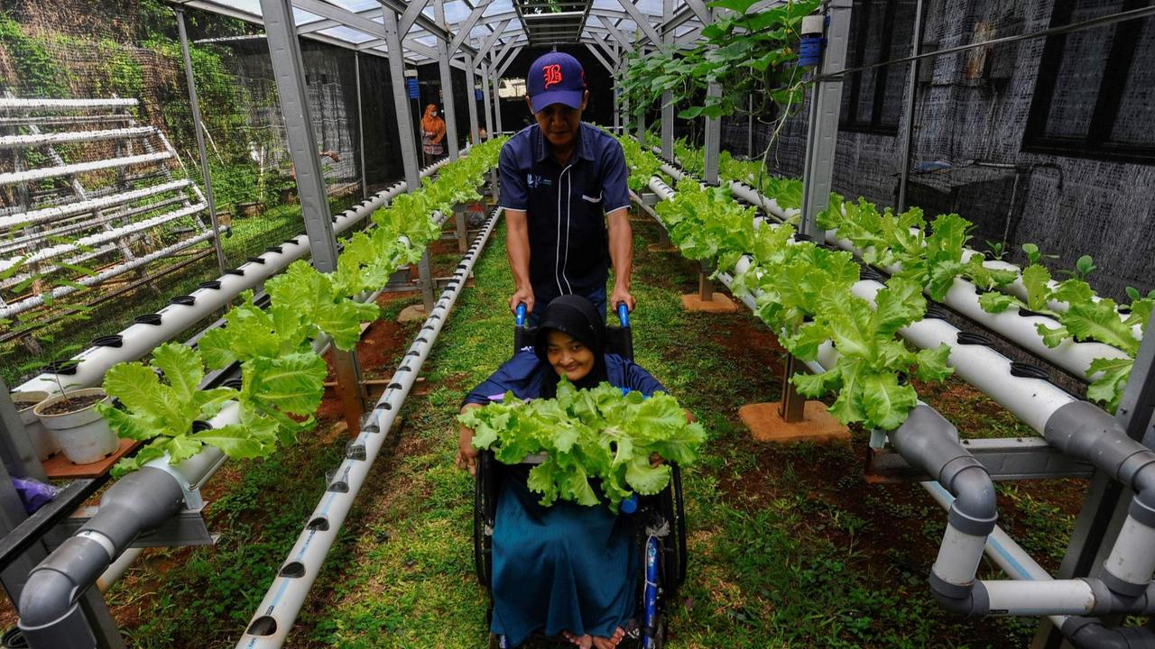 Murid difabel panen selada air di kebun hidroponik YPAC