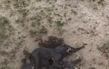 FOTO: Memilukan, Ratusan Gajah di Zimbabwe Mati Membusuk Karena Kekeringan Ekstrem