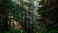 Sejarah Hari Hutan Indonesia: Asal-usul, Makna, dan Tujuan Peringatannya