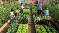 7 Ide Kebun Sayur di Halaman Panti Asuhan, Panen untuk Kebutuhan Harian dan Berbagi