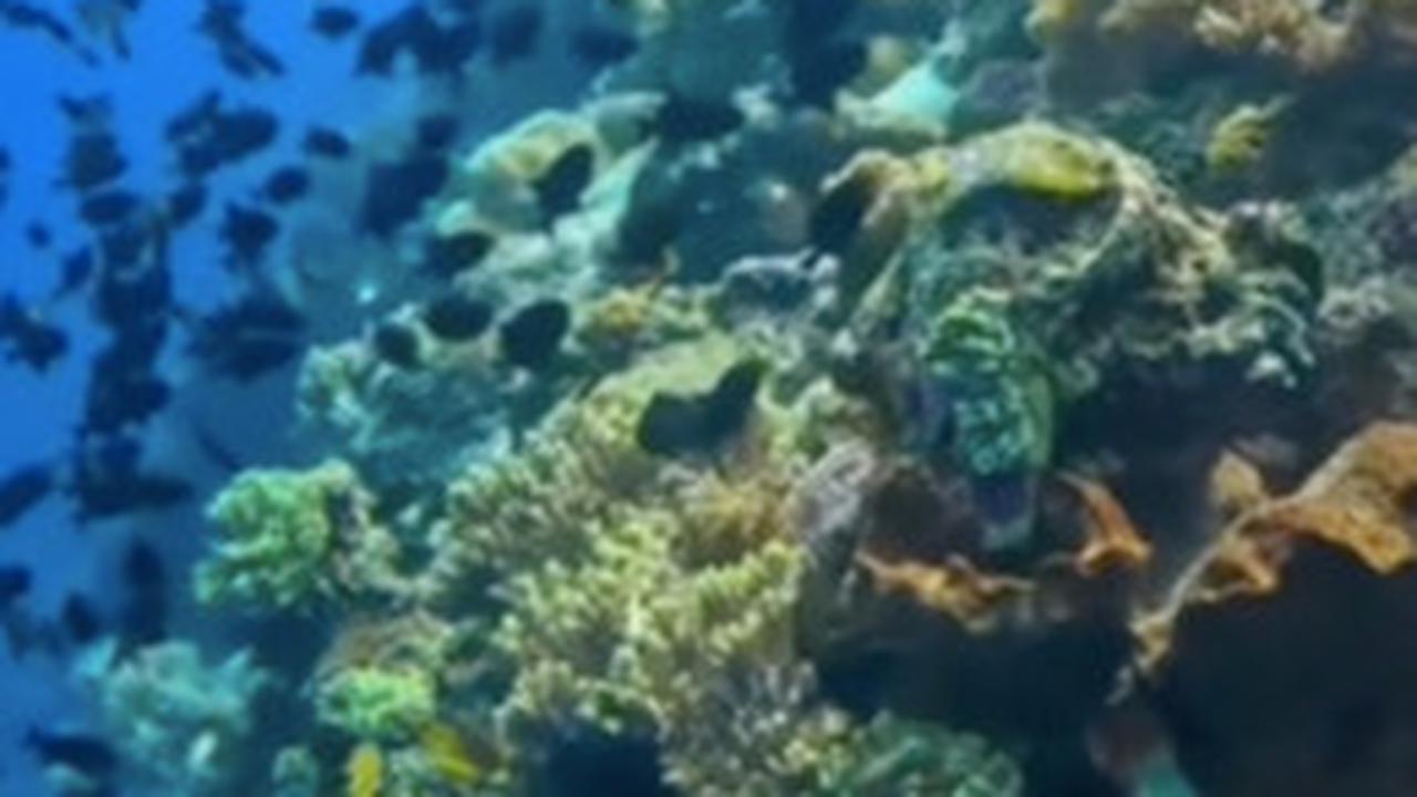 Bak Surga Dunia, begini Penampakan Bawah Laut Pulau Banda Naira yang Disebut Jadi Impian Banyak Orang