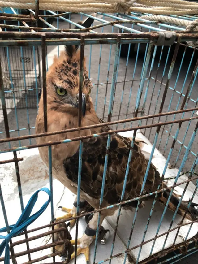 Jual Burung Garuda Lewat TikTok, Pemuda Brebes Ditangkap