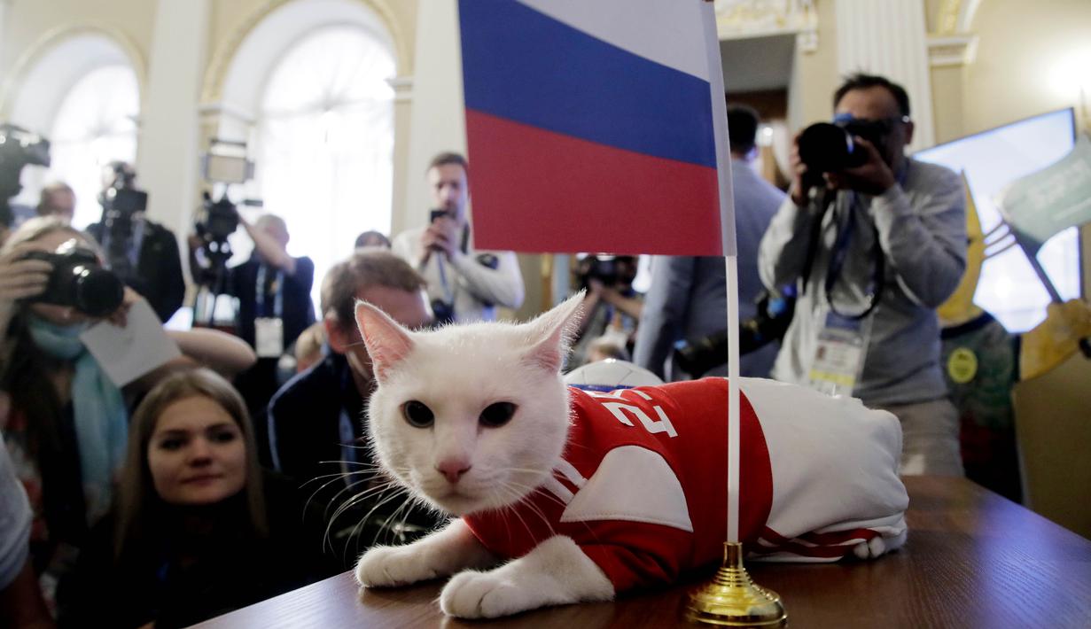 Kucing bernama Achilles memilih bendera Rusia saat memprediksi hasil laga antara Rusia kontra Arab Saudi di Saint Petersburg, Rusia, Rabu (13/6/2018). Kucing putih dan tuli ini menjadi hewan peramal resmi di Piala Dunia 2018. (AP/Dmitri Lovetsky)