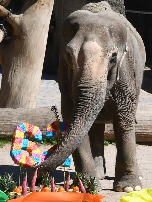 Rani melihat hadiah ulang tahun berupa buah dan sayuran untuknya di kebun binatang di Karlsruhe, Jerman (17/5). Menurut pihak kebun binatang, Rani merupakan gajah tertua di Jerman. (AFP Photo/dpa/Uli Deck/Germany Out)