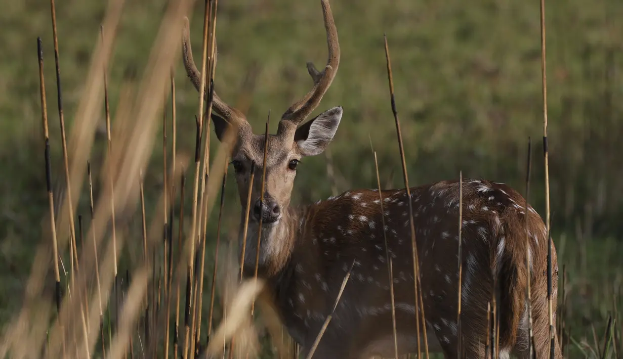 Rusa tutul terlihat di Taman Nasional Bardiya, Distrik Bardiya, Nepal, Rabu (31/3/2021).  Binatang yang bisa disaksikandi taman ini adalah harimau royal bengal, badak bercula satu, rusa rawa dan buaya. (AP Photo/Niranjan Shrestha)