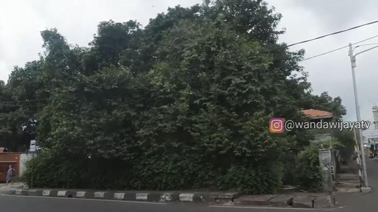 Di rumah itu, Ibu Ani hidup seorang diri selama 10 tahun terakhir serta hidup tanpa listrik di dalamnya.