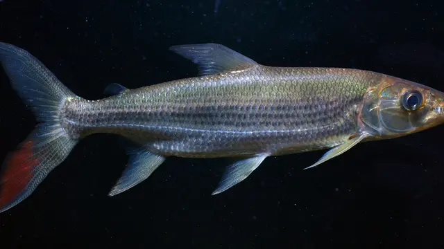 Ikan Harimau