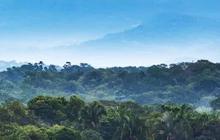 Teknologi Laser Ungkap Jalan Aspal di Tengah Hutan, Dibangun Bangsa Maya 1200 Tahun Lalu