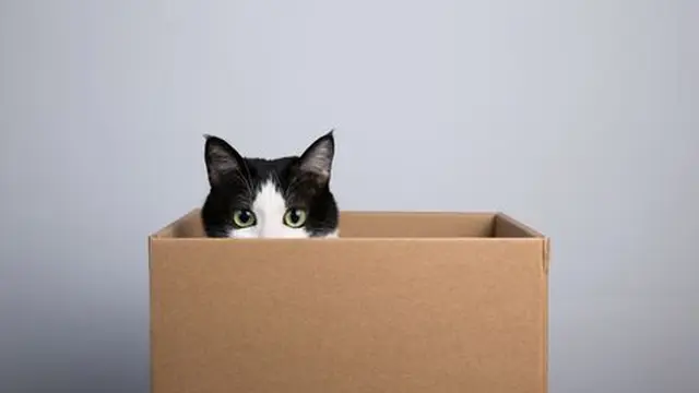 Kotak Kardus Tempat Terbaik Kucing untuk Bersembunyi dan Mengintai Buruan