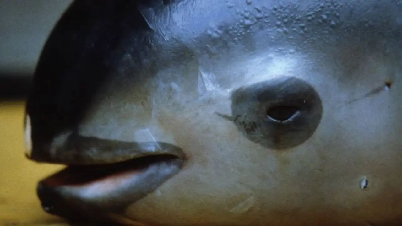 Lumba-lumba Vaquita Langka